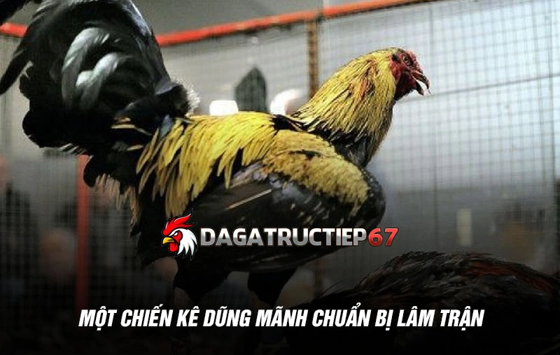 Một chiến kê dũng mãnh chuẩn bị lâm trận