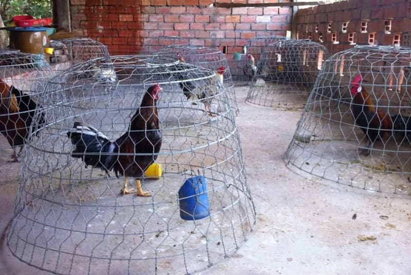 Sư kê có thể tự tìm hiểu cách làm chuồng nuôi gà đá bằng bội hoặc mua sẵn