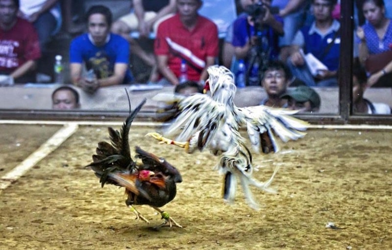 Cách tham gia đá gà trực tiếp tại Dagatructiep cực kỳ đơn giản