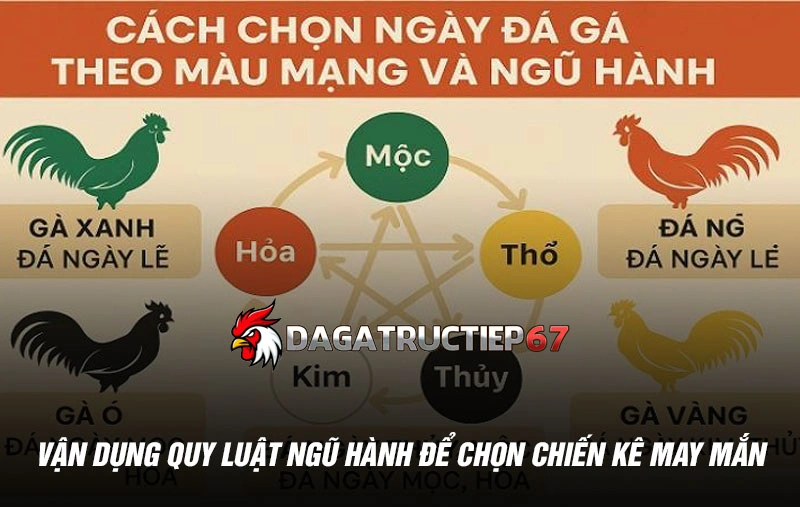 Lựa chọn màu mạng gà đá phù hợp với ngày xuất trận