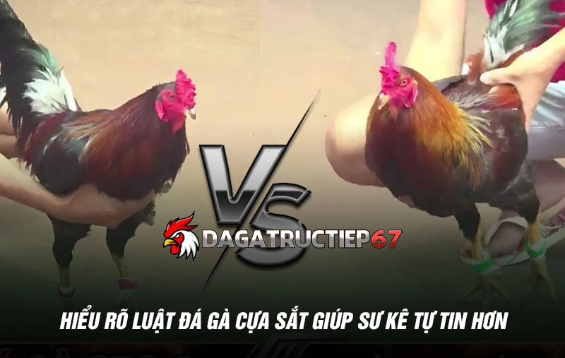 Hiểu rõ luật đá gà cựa sắt giúp sư kê tự tin hơn
