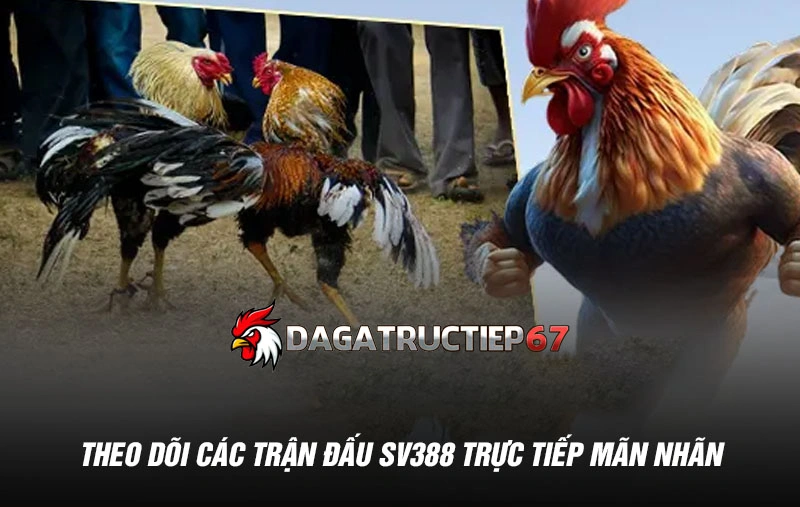 Theo dõi các trận đấu sv388 trực tiếp mãn nhãn