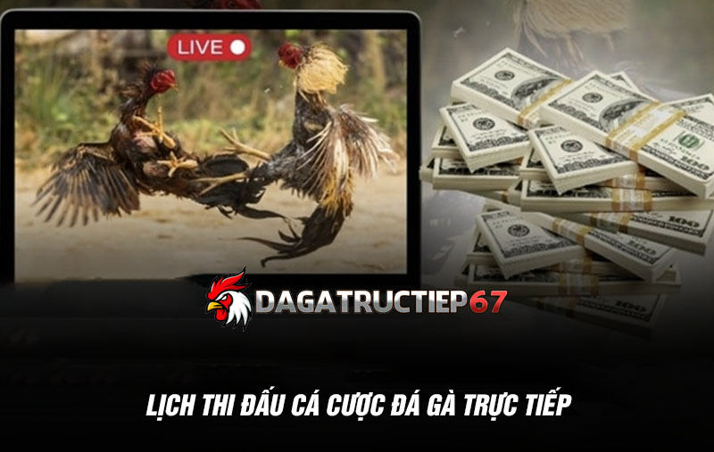 Lịch thi đấu cá cược đá gà trực tiếp