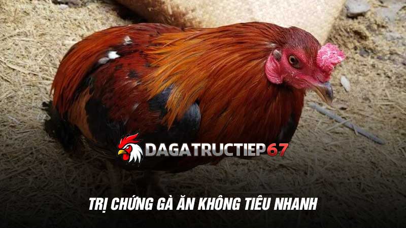 Trị chứng gà ăn không tiêu nhanh