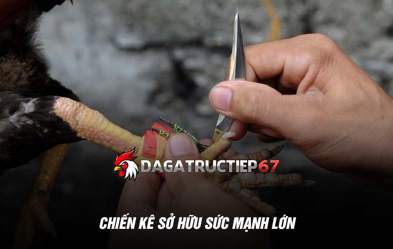 Chiến kê sở hữu sức mạnh lớn