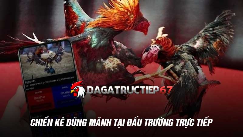 Chiến kê dũng mãnh tại đấu trường trực tiếp