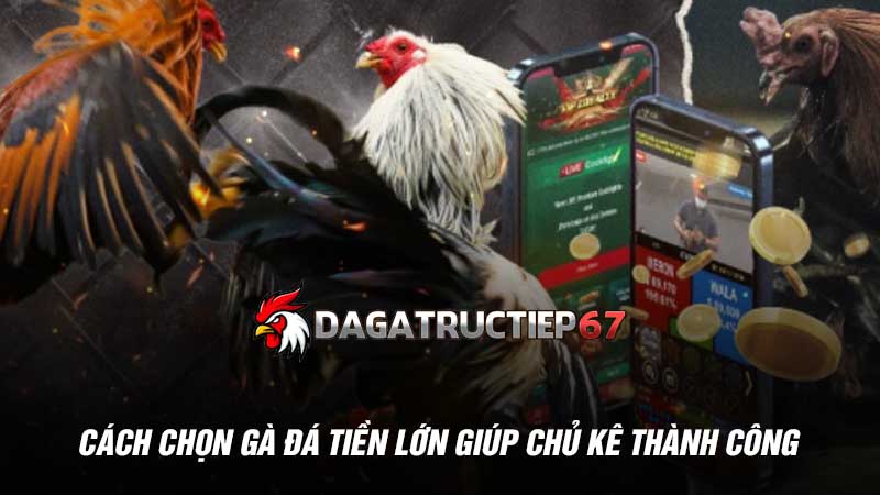 Cách chọn gà đá tiền lớn giúp chủ kê thành công